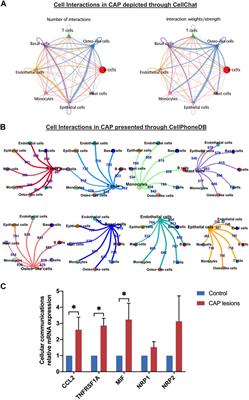 Single-Cell Sequencing Unveils the Heterogeneity of Nonimmune Cells in Chronic Apical Periodontitis